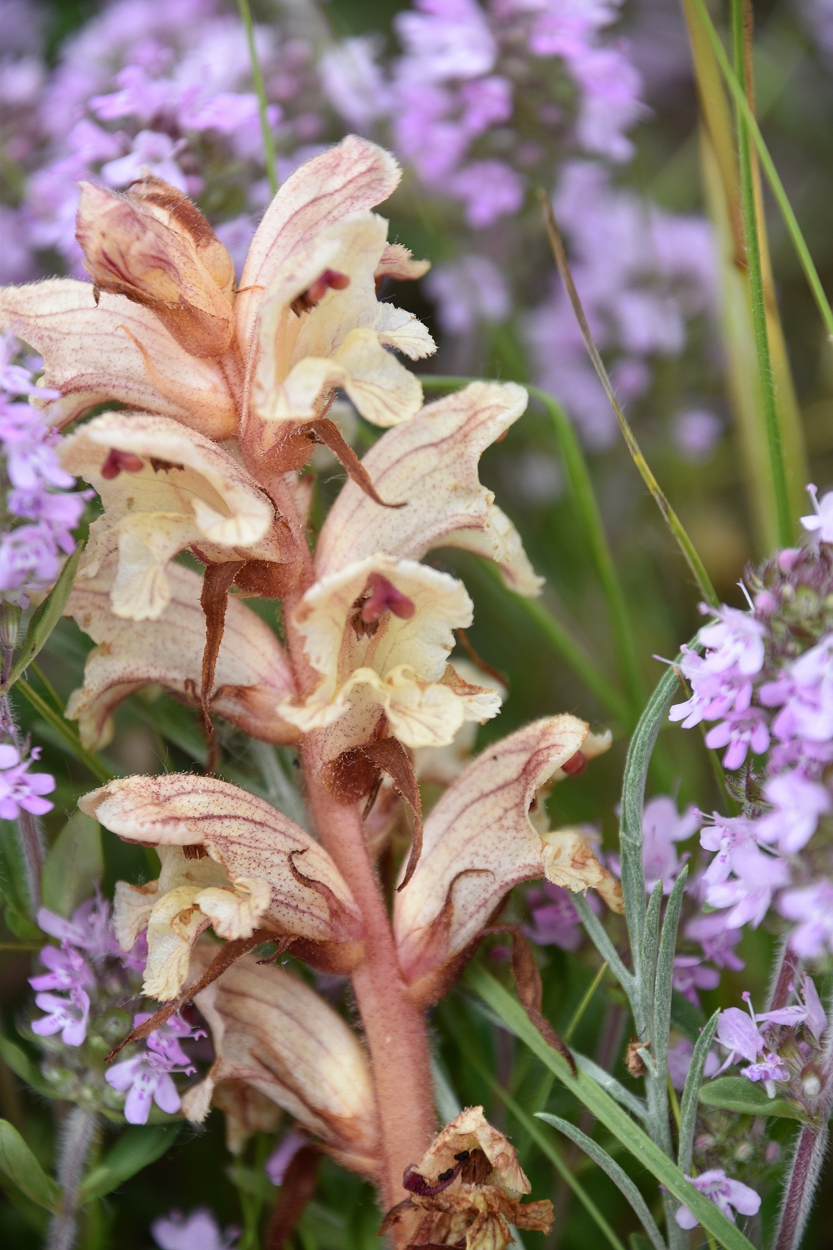 Götzendorf a.d. L - 13062021 - (2) - Orobanche caryophyllacea.JPG