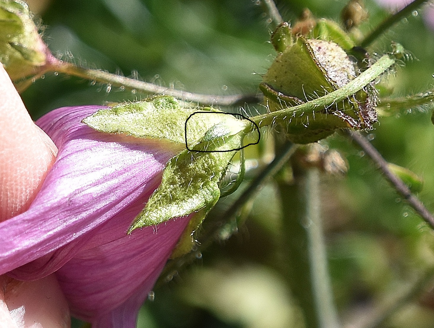 Grafenberg - 25102021 - (3) - - Malva moschata - Bisam-Malve.JPG