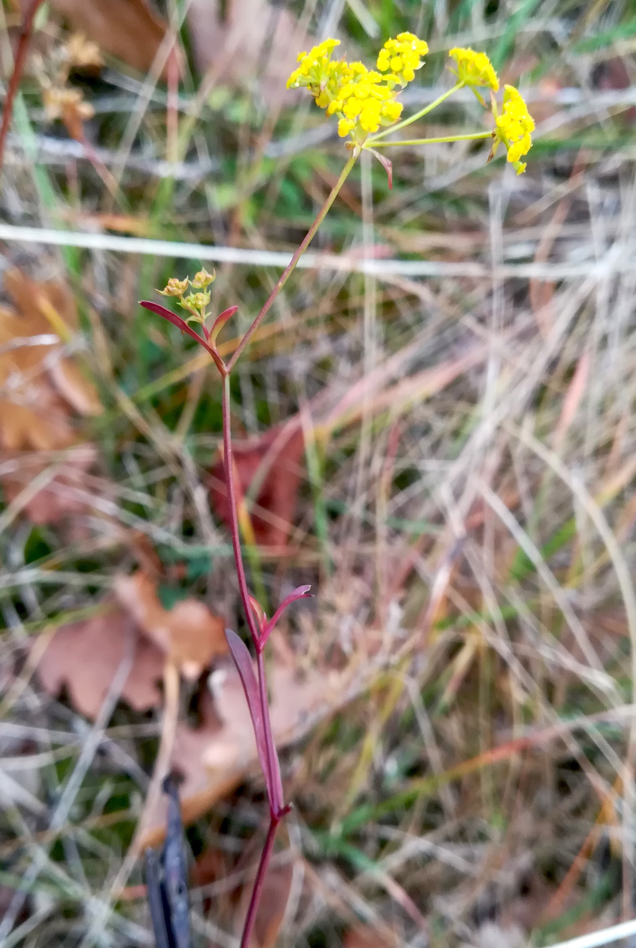 bupleurum falcatum vierjochkogel um steinbruch gumpoldskirchen_20211121_115649.jpg