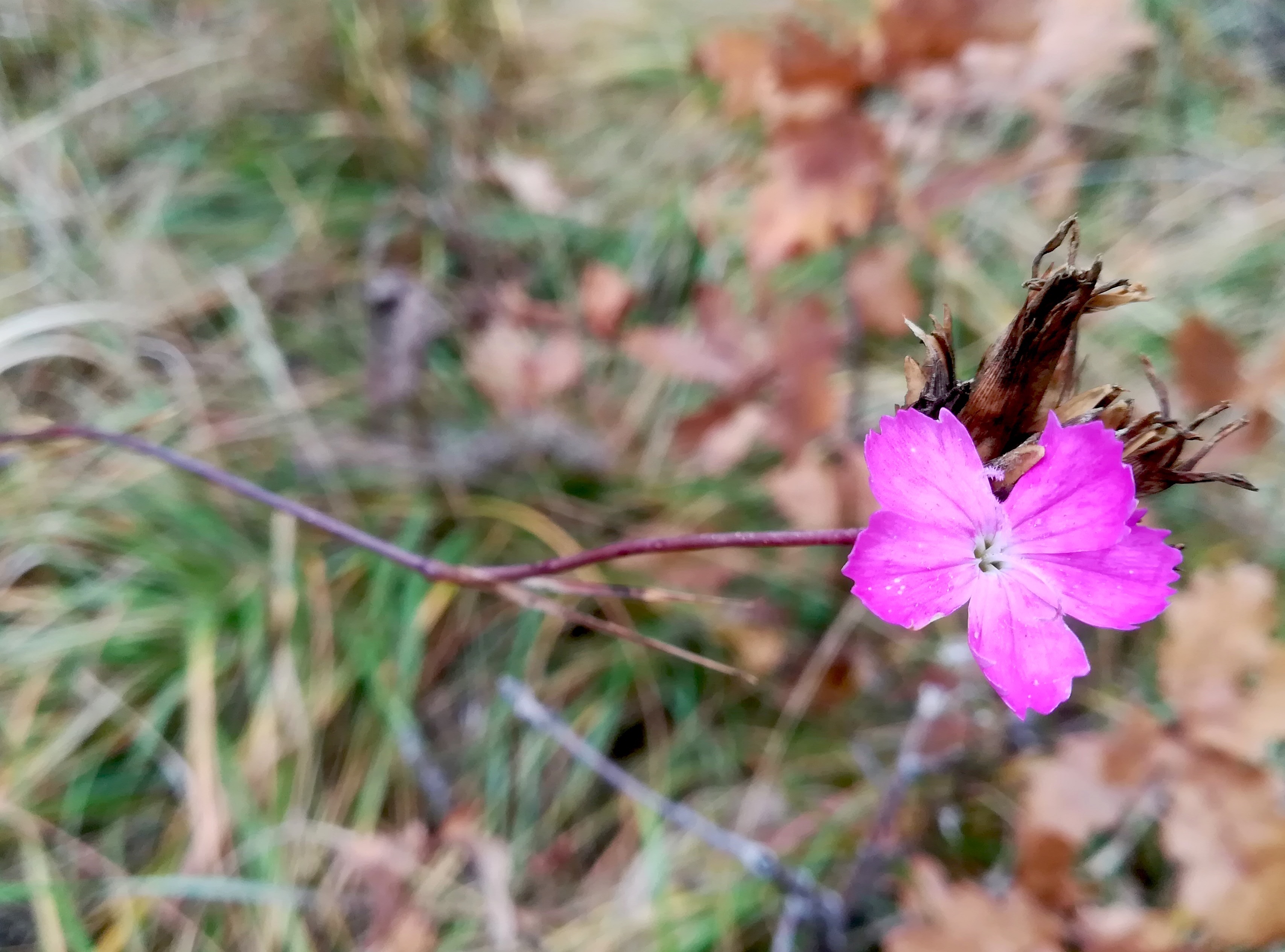 dianthus carthusianorum agg. vierjochkogel um steinbruch gumpoldskirchen_20211121_115604.jpg