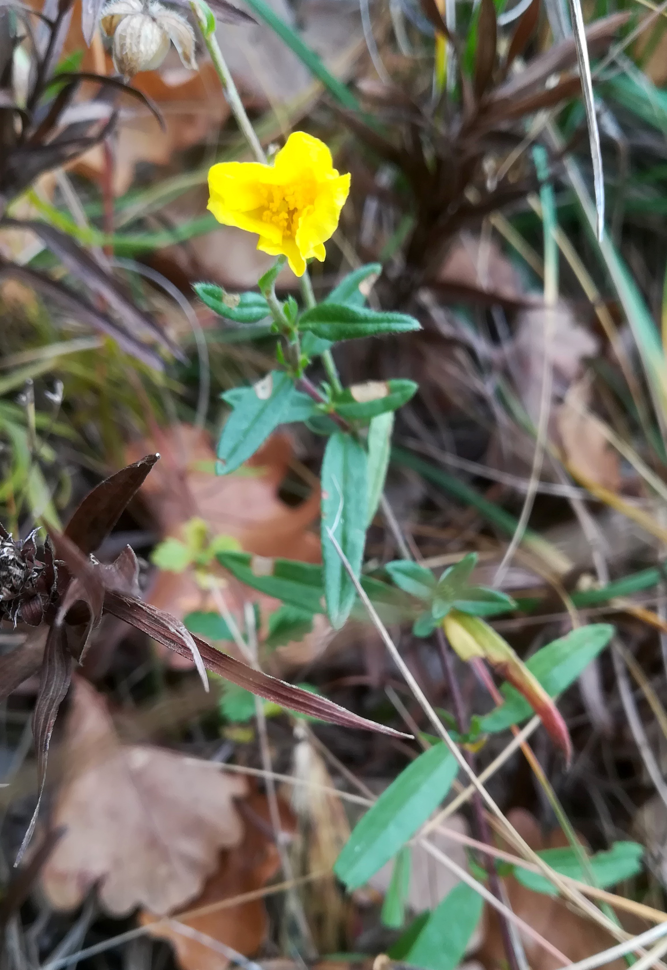 helianthemum nummularium vierjochkogel um steinbruch gumpoldskirchen_20211121_115428.jpg