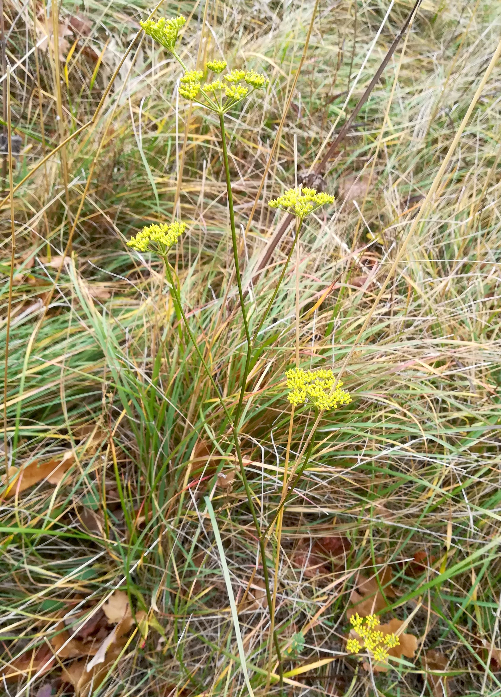 peucedanum alsaticum vierjochkogel um steinbruch gumpoldskirchen_20211121_115707.jpg