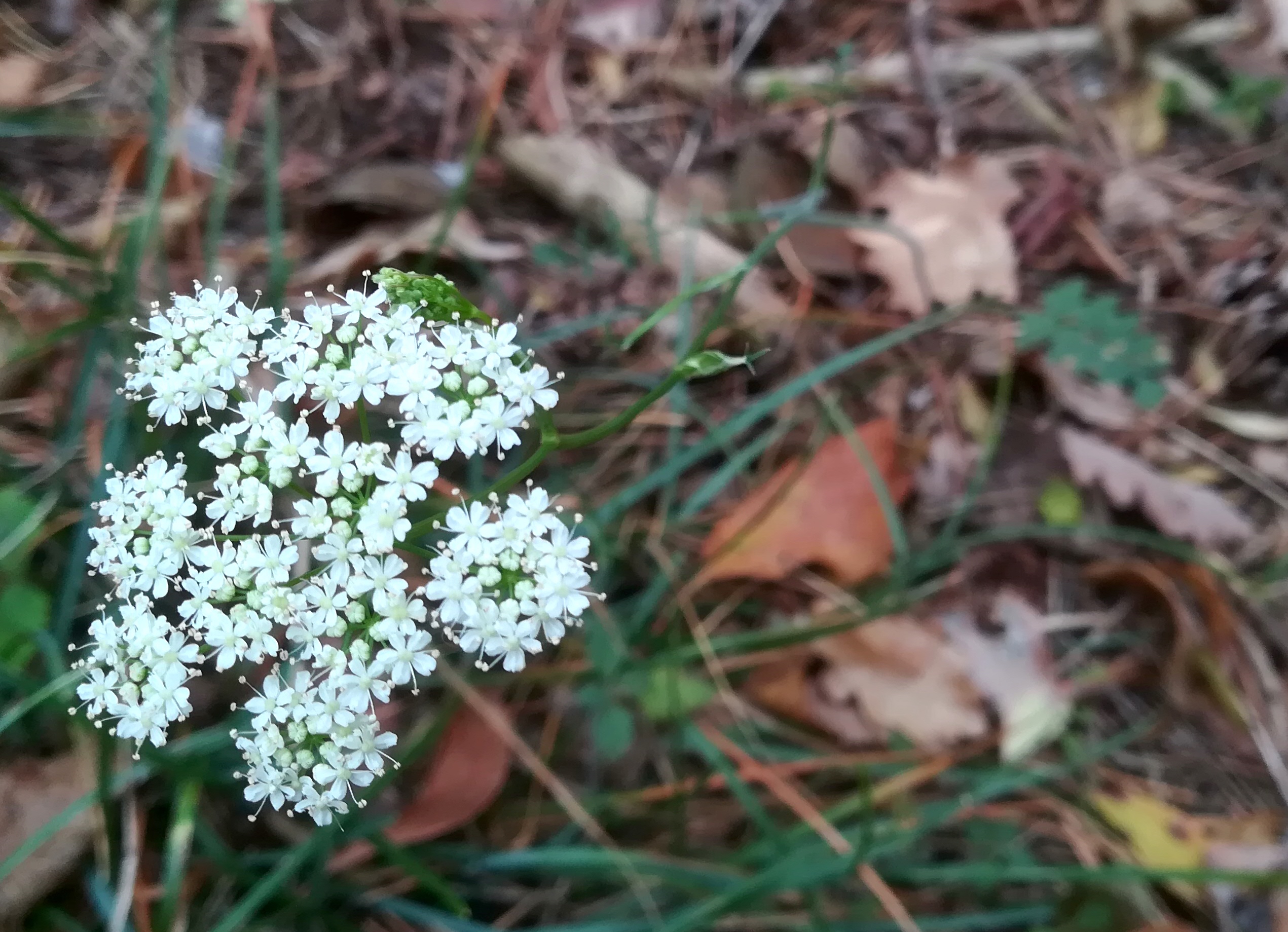 pimpinella saxifraga vierjochkogel um steinbruch gumpoldskirchen_20211121_114204.jpg