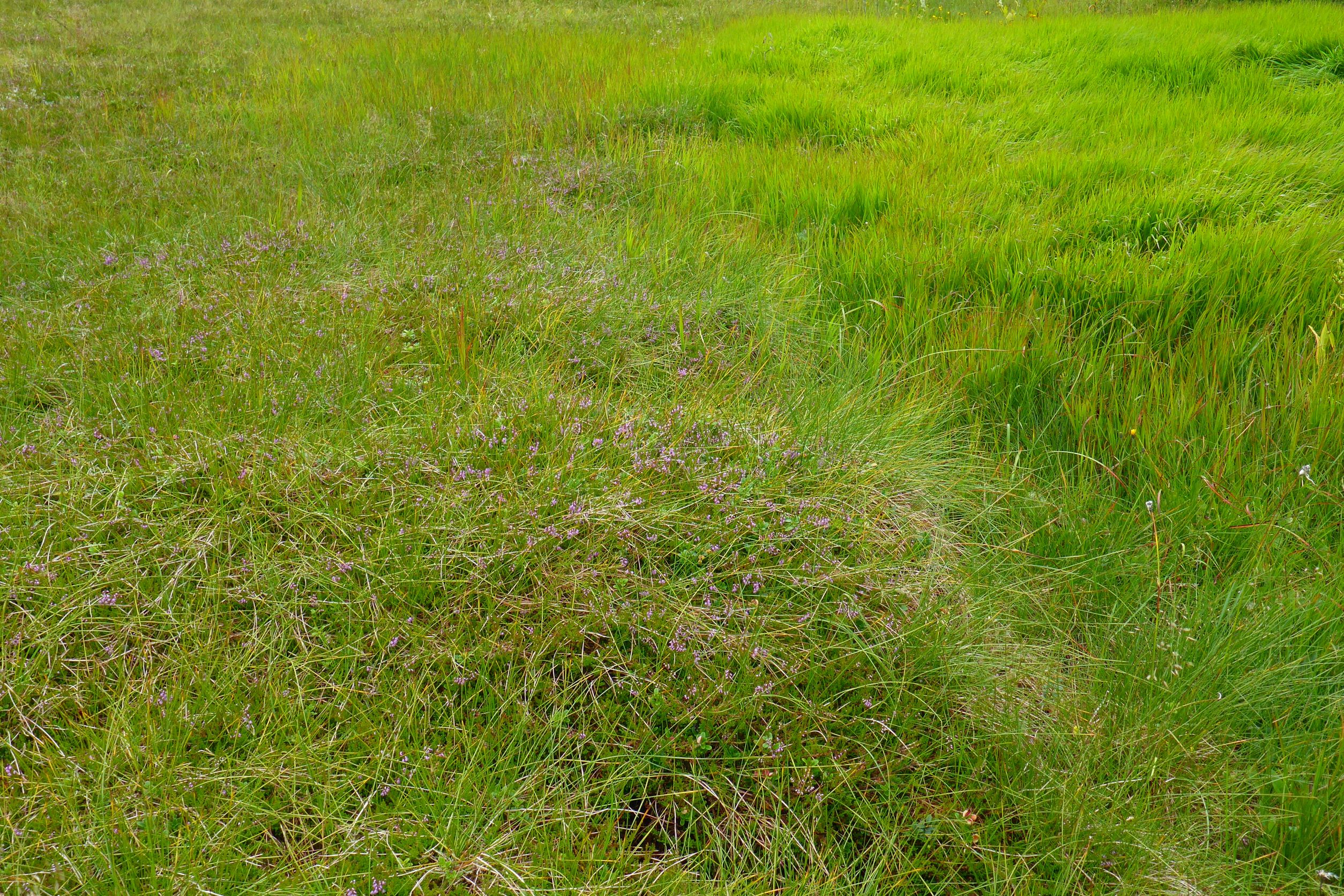 P1490612 calamagrostis sp., 2018-07-23, südl. koralpe.JPG