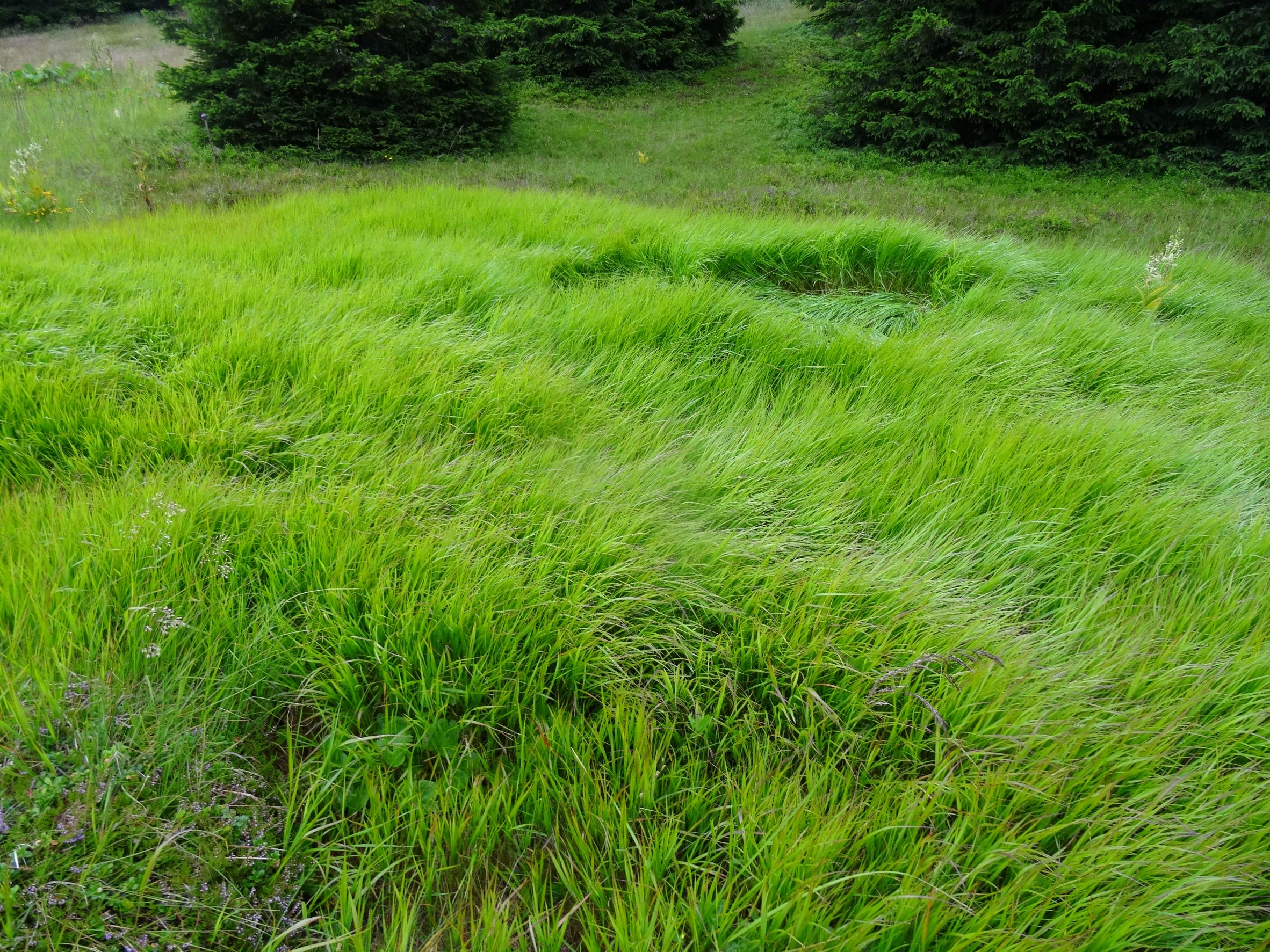 DSC02030 calamagrostis sp., 2018-07-23, südl. koralpe.JPG