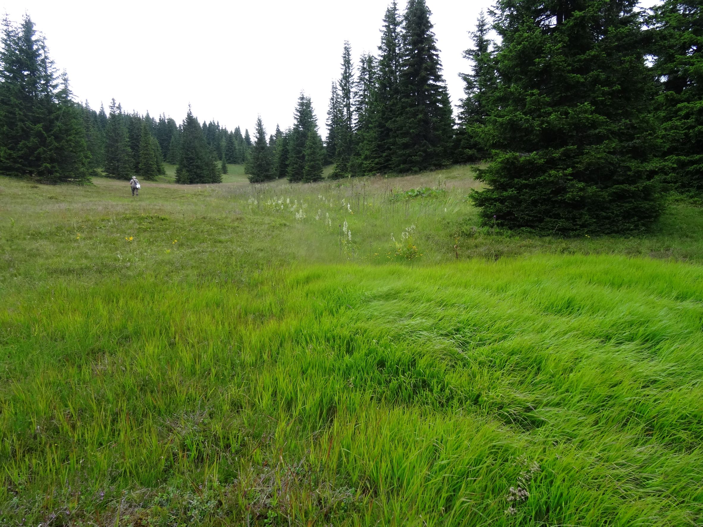 DSC02031 calamagrostis sp., 2018-07-23, südl. koralpe.JPG