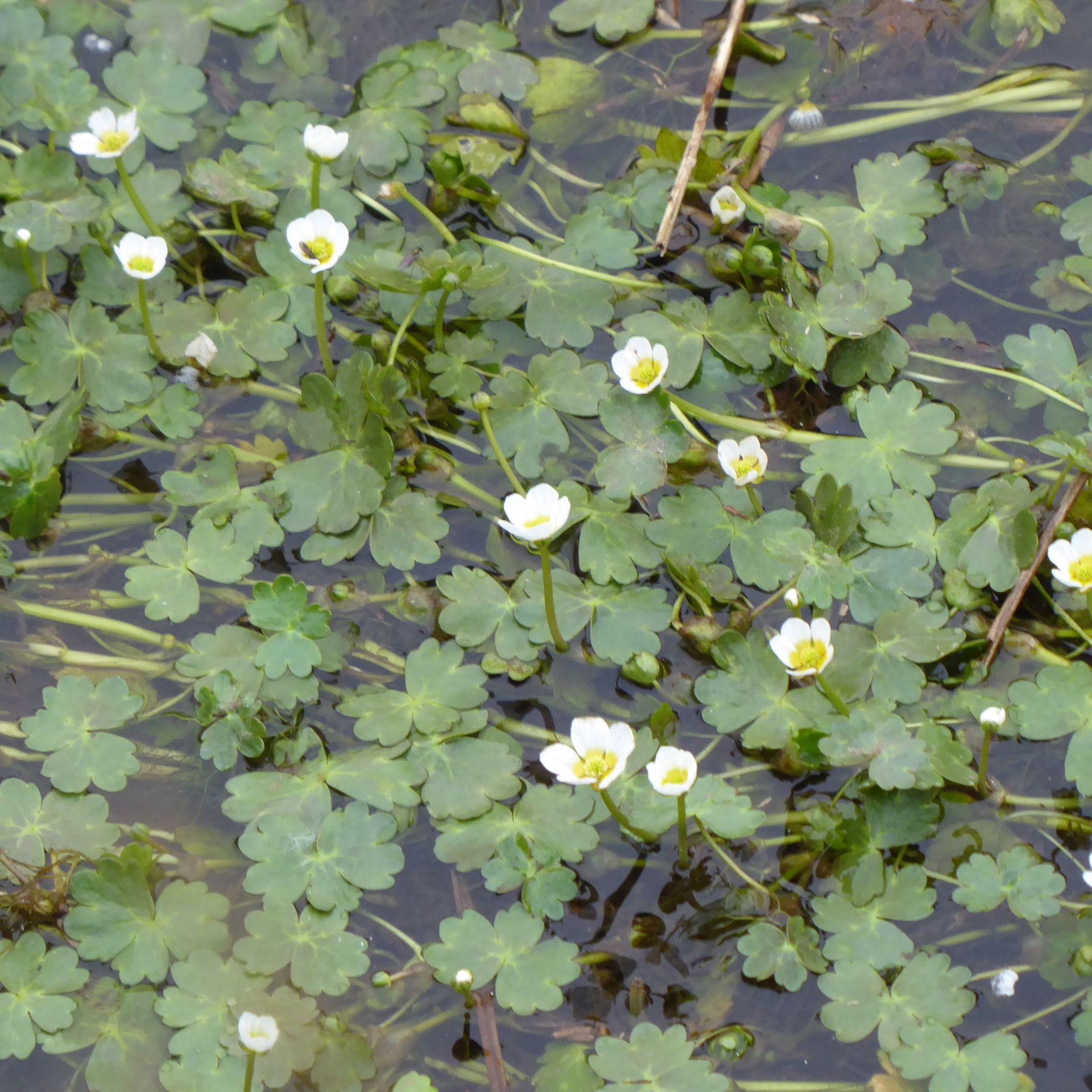 P1040873  Ranunculus aquatilis.JPG