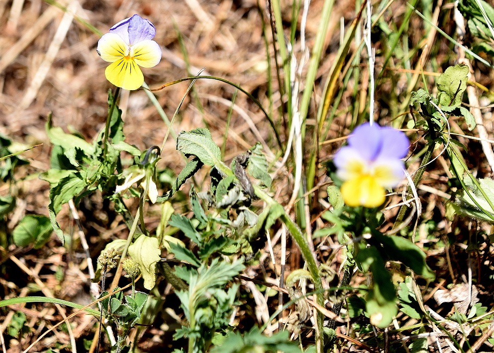 Bichleralpe - 22062021 - (180) - Gipfelwiese - cf Viola tricolor.JPG