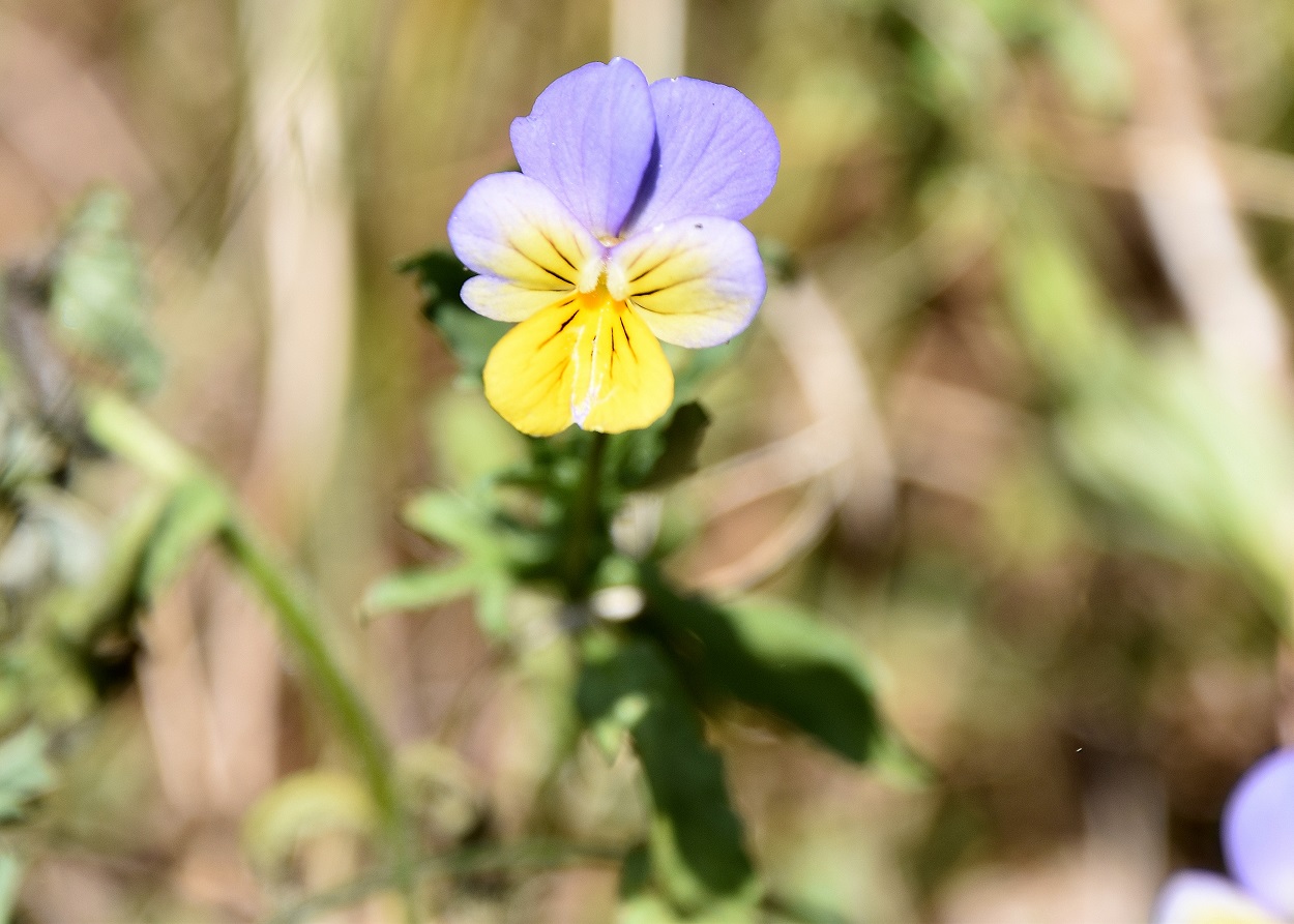 Bichleralpe - 22062021 - (182) - Gipfelwiese - cf Viola tricolor.JPG