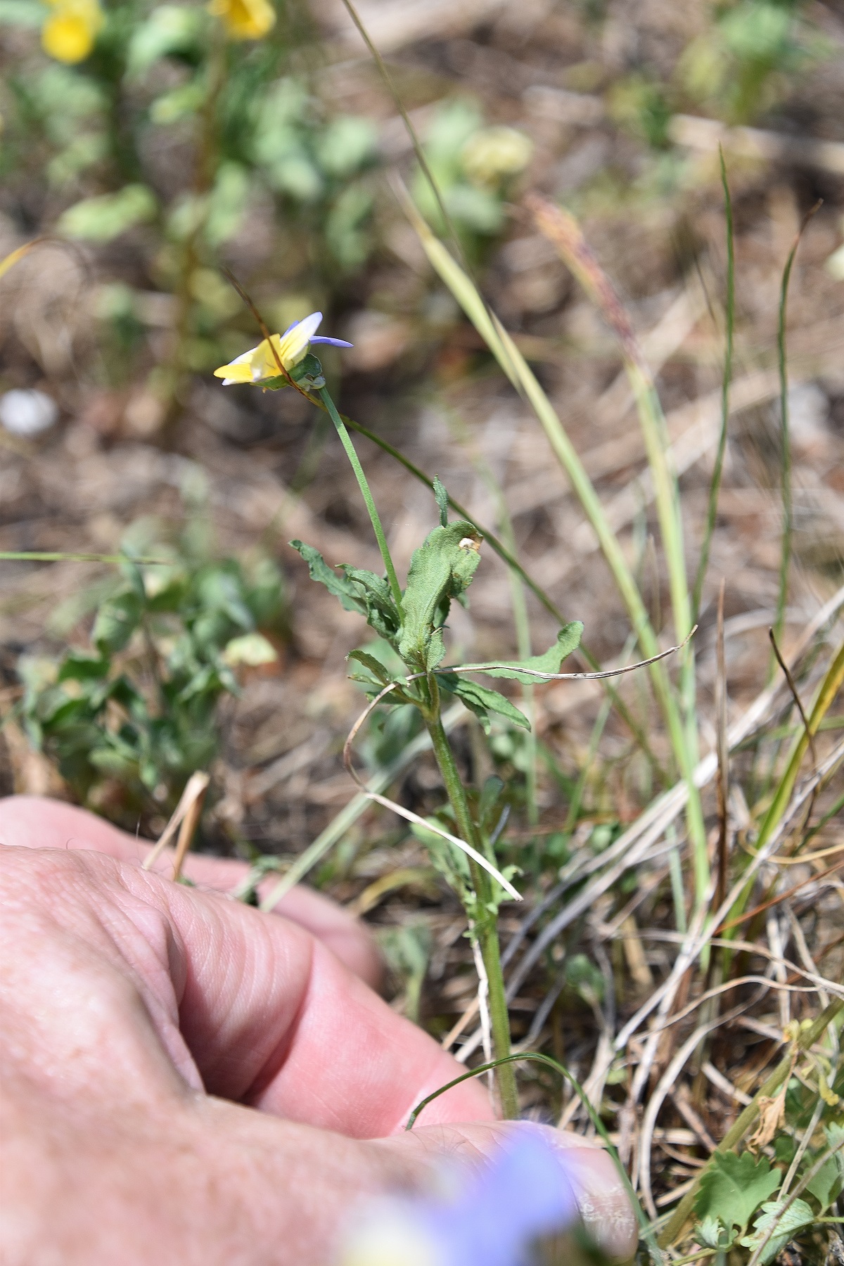 Bichleralpe - 22062021 - (183) - Gipfelwiese - cf Viola tricolor.JPG