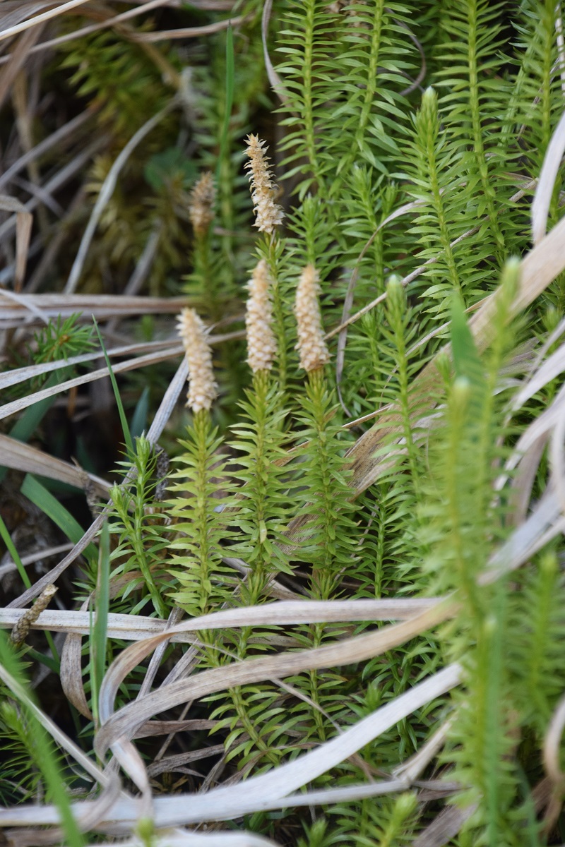 Törlstein - 03062021 - (205) - Forstweg Gipfel - Sattel - Lycopodium annotinum - Wald-Bärlapp.JPG