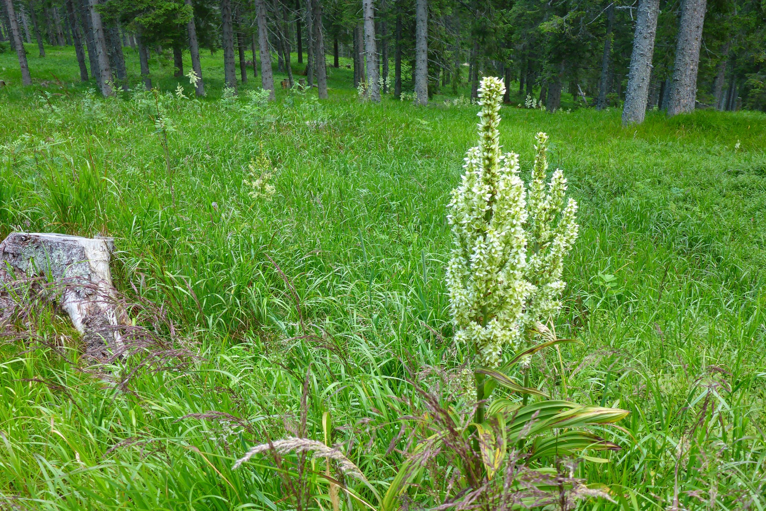 P1500126 calamagrostis villosa, 2018-07-24, südl. koralpe.JPG