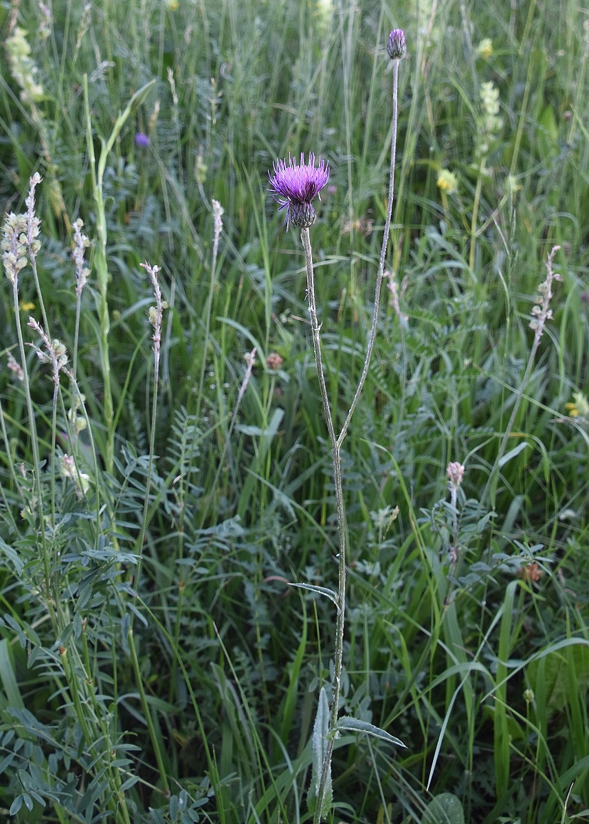 Kaltenleutgeben - 24062021 - (29) -  cf Cirsium sp.JPG