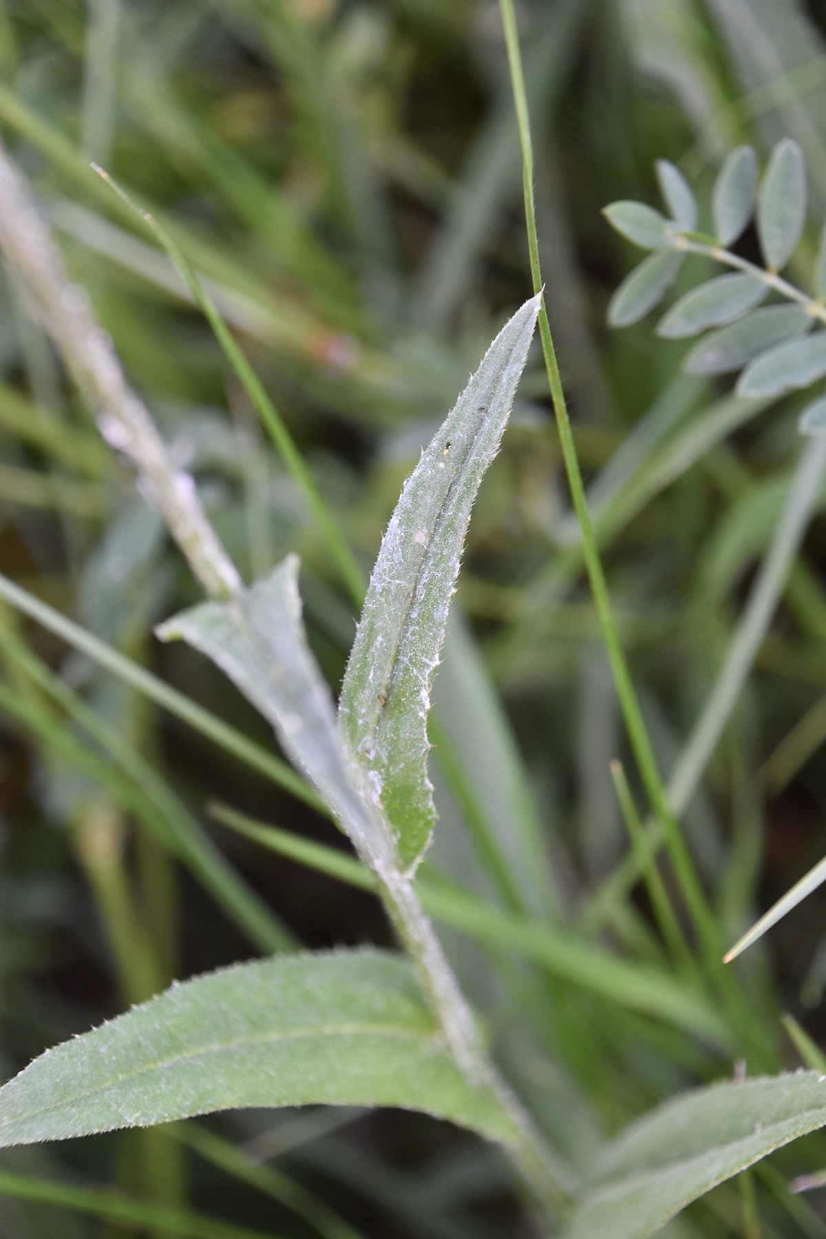 Kaltenleutgeben - 24062021 - (30) -  cf Cirsium sp.JPG