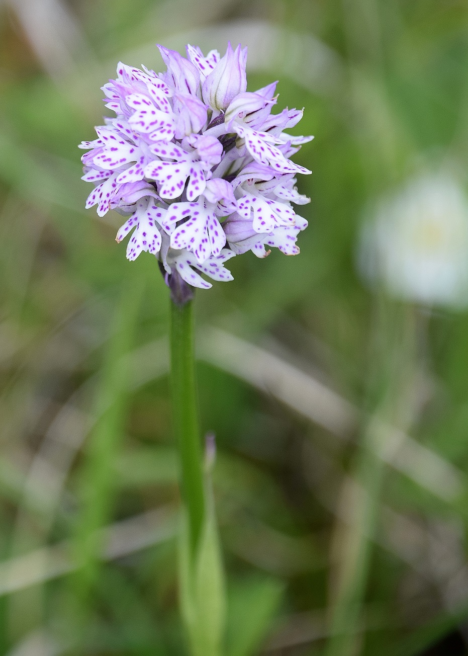 Hinterbrühl - 28052021 - (56) -  - Neotinea tridentata - Dreizahn-Keuschständel.JPG