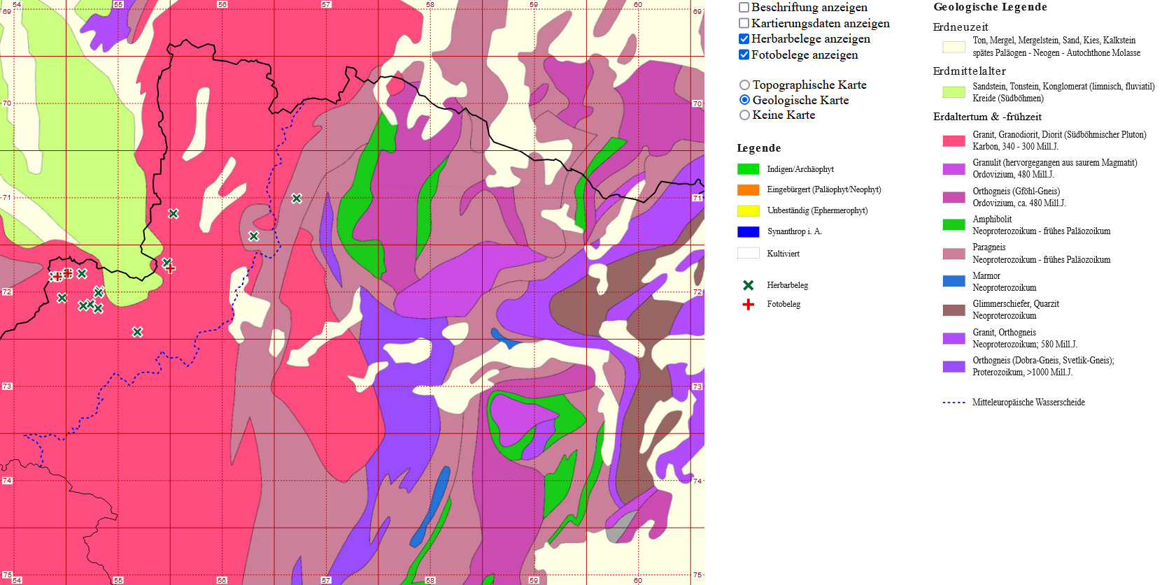 Aphanes australis Geo.jpg