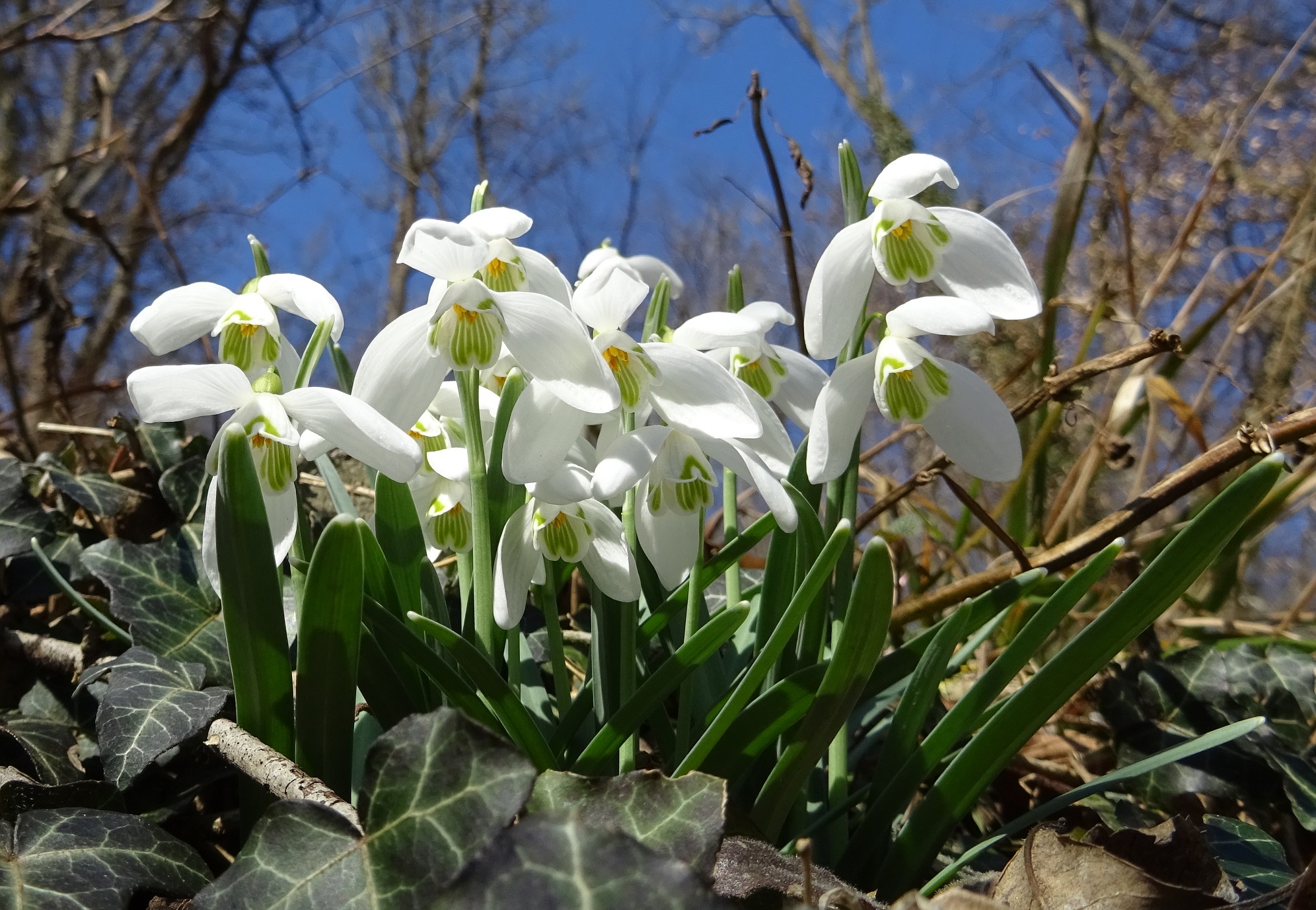 02-19-2019 Galanthus nivalis DSC01869.jpg