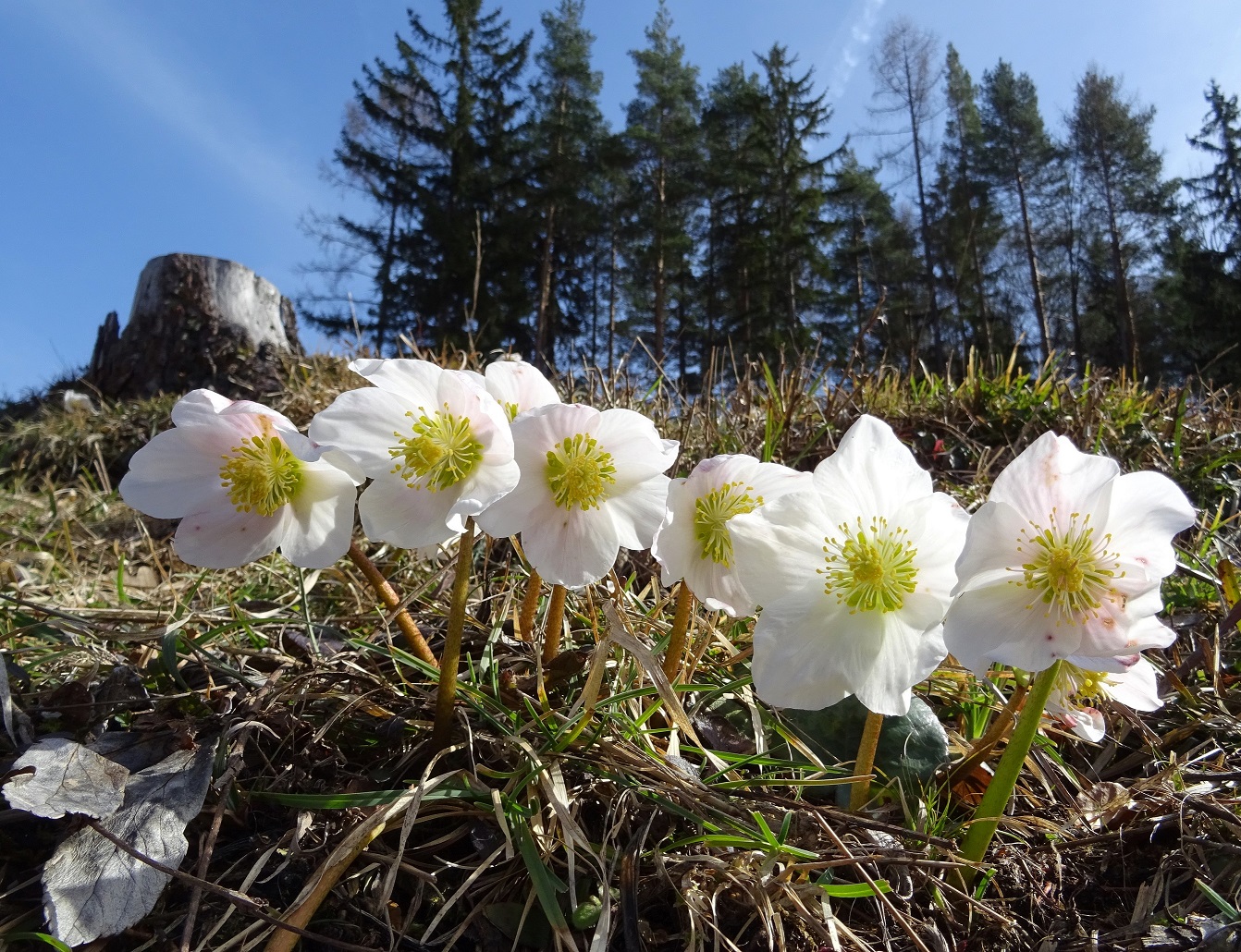 03-06-2019 Helleborus niger DSC03672.jpg