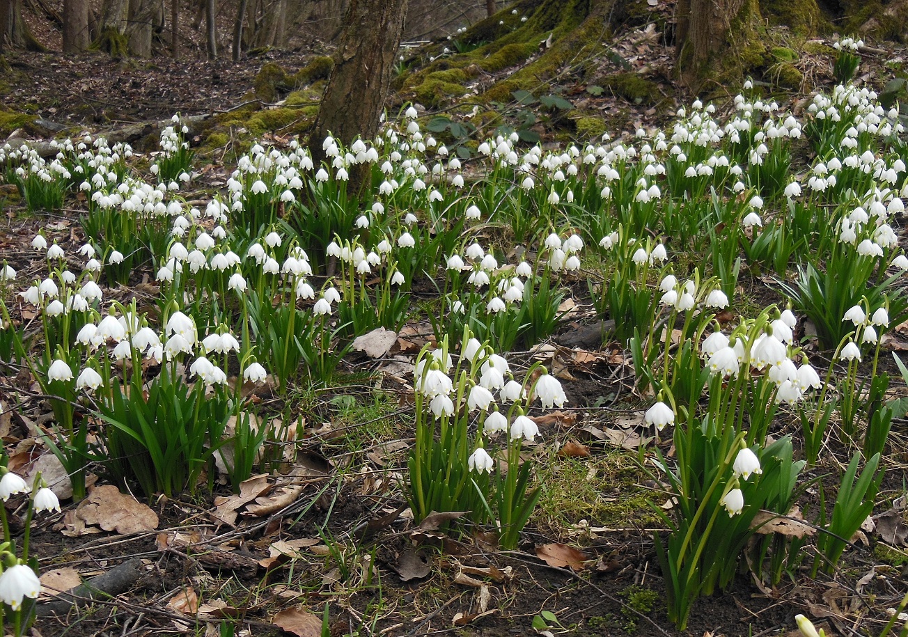 03-12-2017 Leucojum vernum DSCN3278.jpg