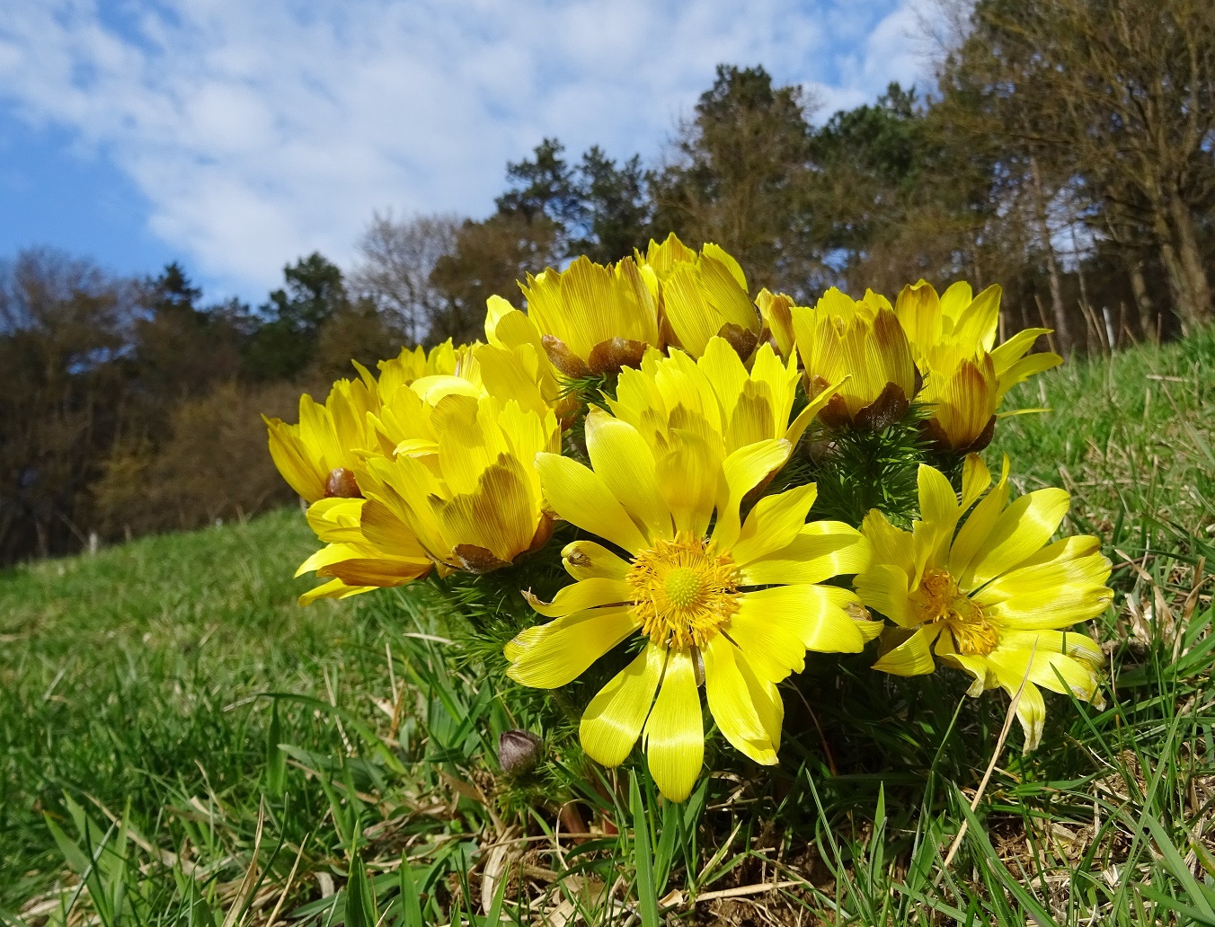 03-14-2020 Adonis vernalis DSC02038.jpg