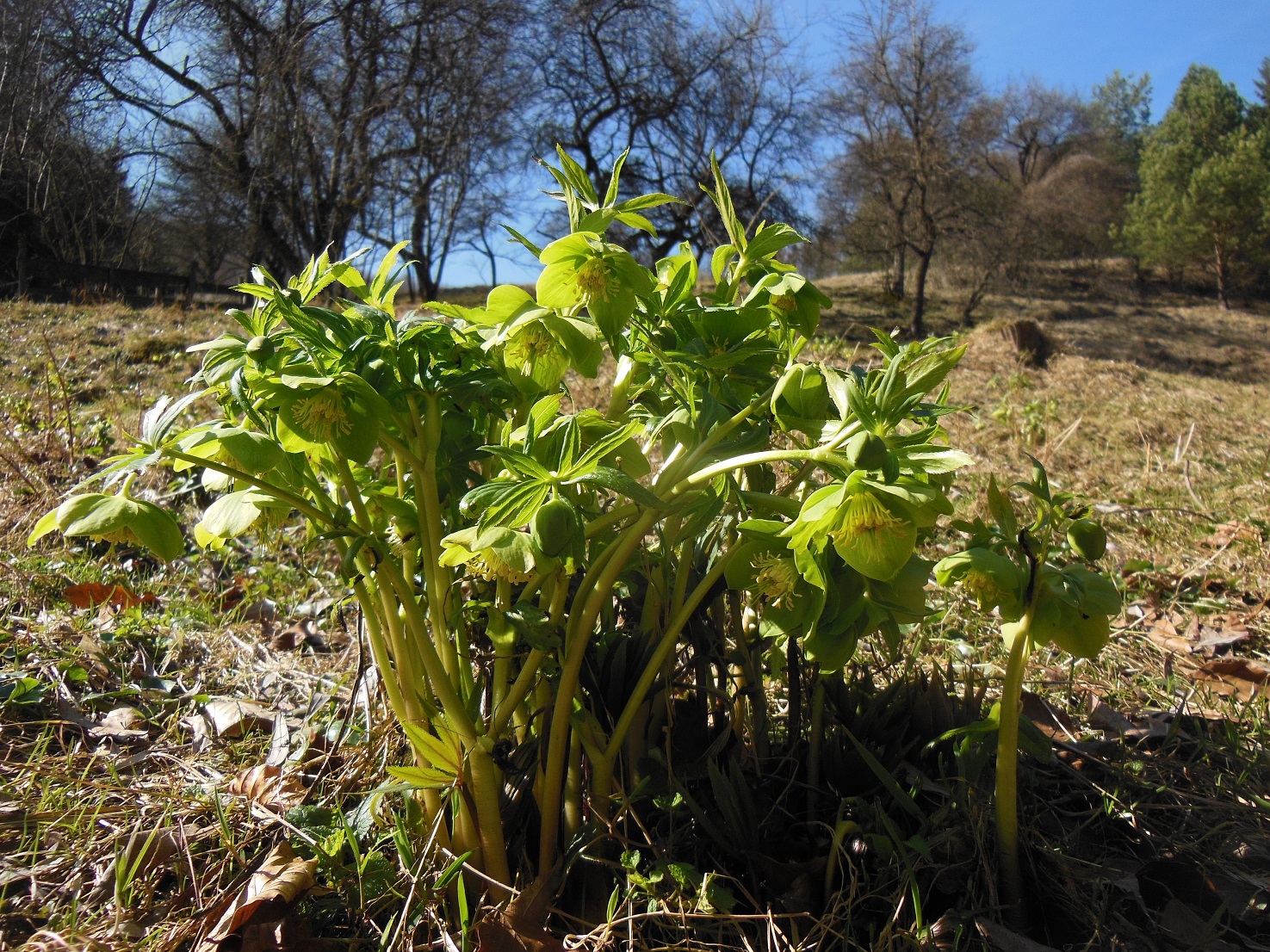 03-17-2017 Helleborus viridis DSCN3975.jpg