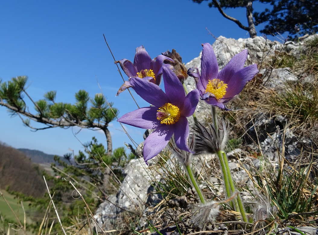 03-18-2020 Pulsatilla grandis DSC02777.jpg