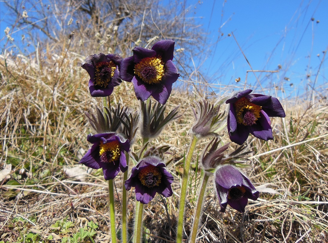 03-26-2017 Pulsatilla nigricans.jpg