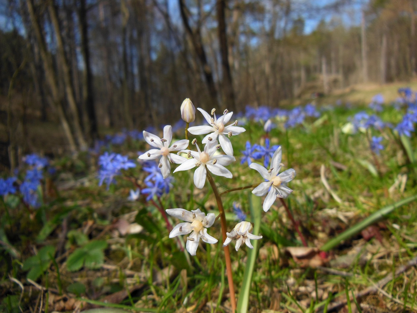 03-21-2016 Scilla vindobonensis .jpg