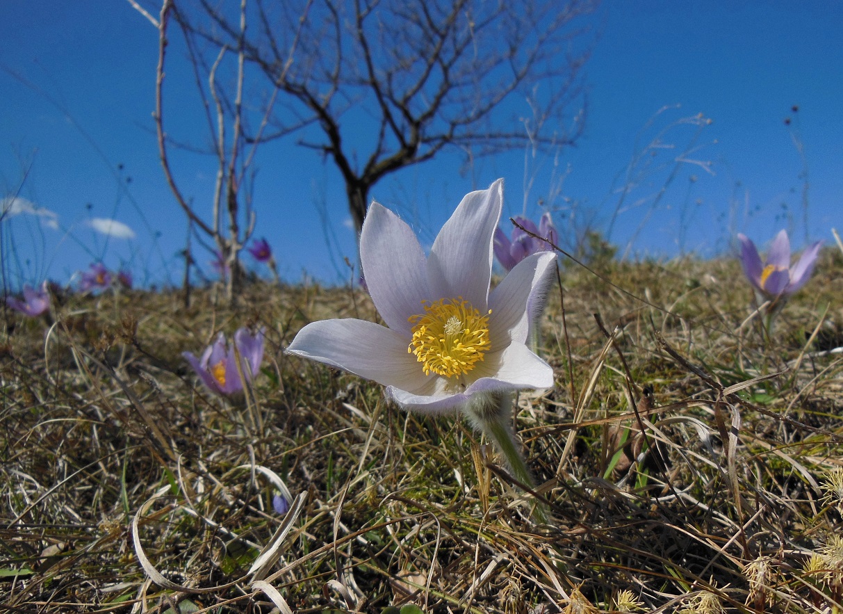 03-26-2017 Pulsatilla grandis, albiflora.jpg