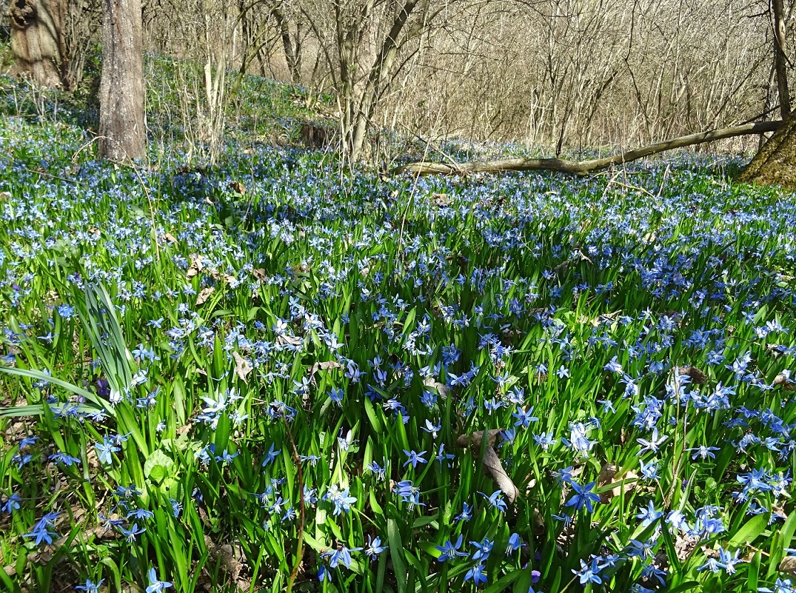 03-30-2021 Scilla siberica   DSC01615_.jpg