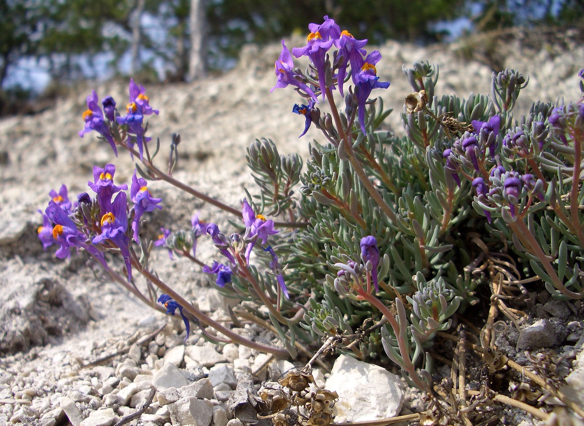 04-01-14  Linaria alpina.jpg