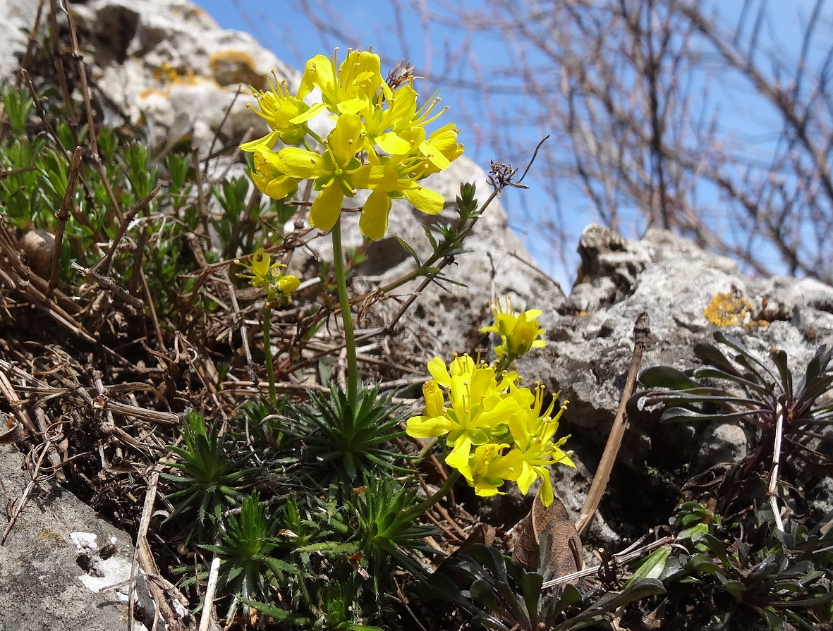 04-07-2018 Draba aizoides DSC01536 .jpg