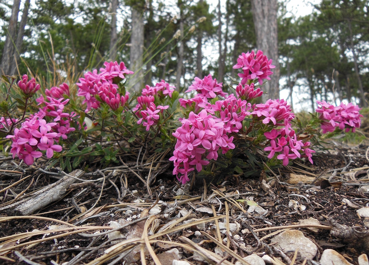 04-12-2017 Daphne cneorum DSCN7325.jpg