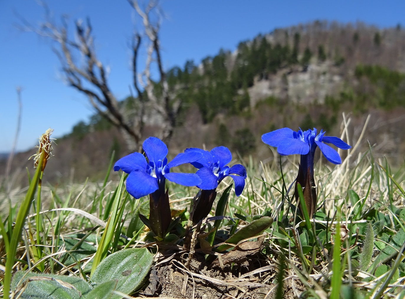 04-20-2019 Gentiana verna DSC02062 (6).jpg