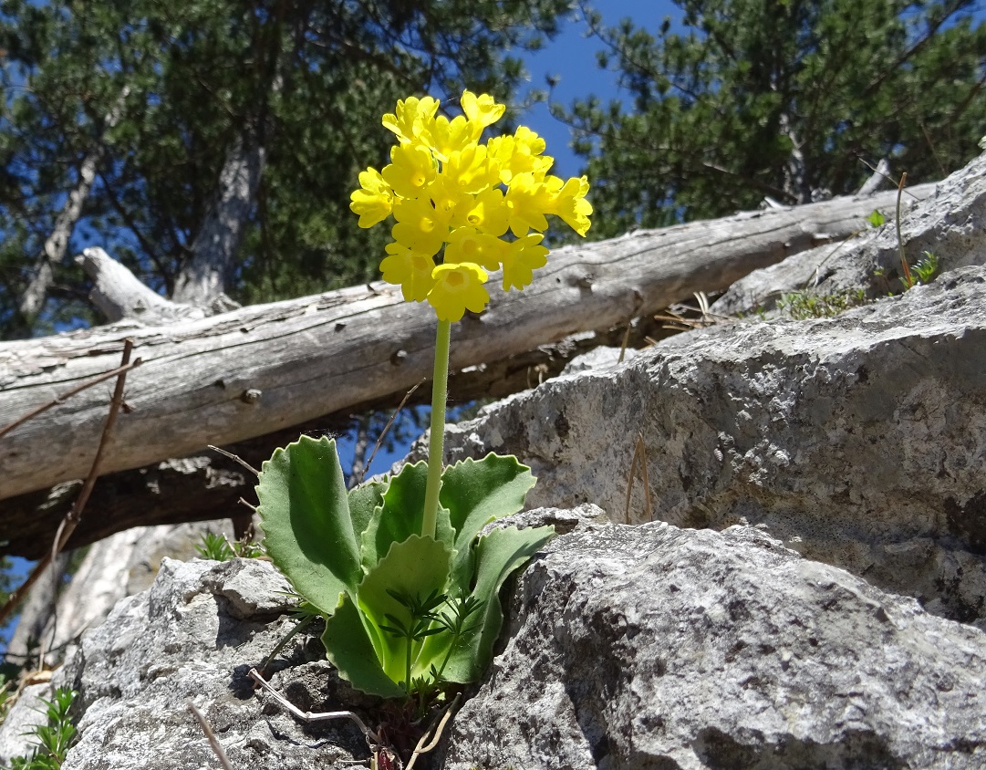 04-20-2019 Primula auricula DSC02062 (11).jpg