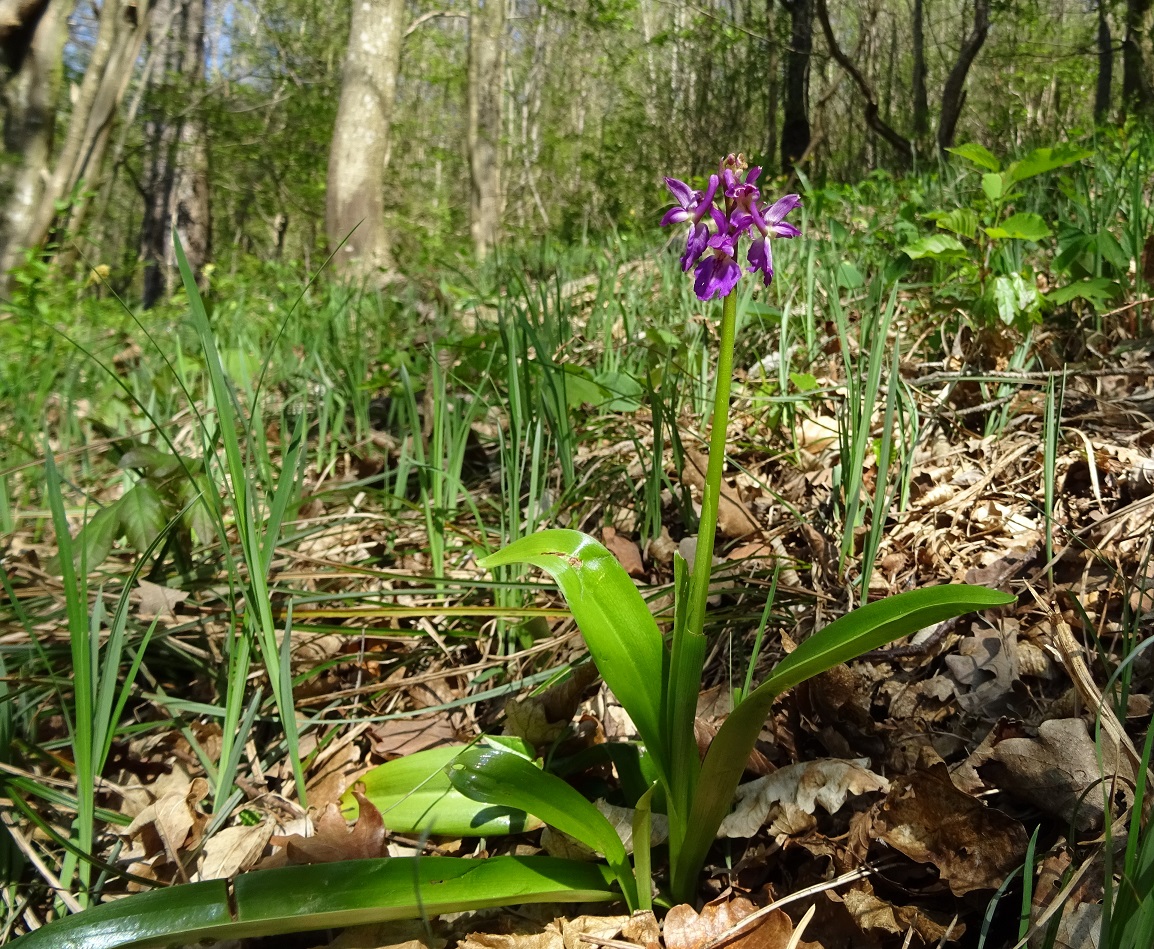 04-21-2019 Orchis x hausknechtii DSC02417 kisslingi.jpg