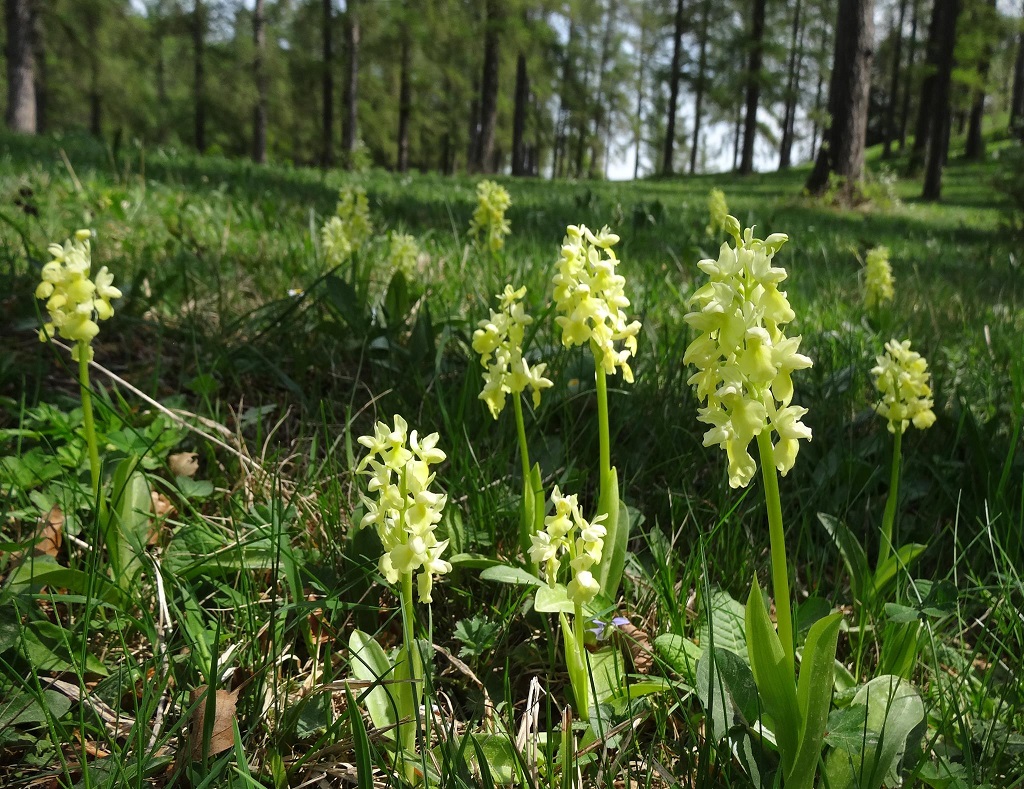 04-23-2018 Orchis pallens.jpg