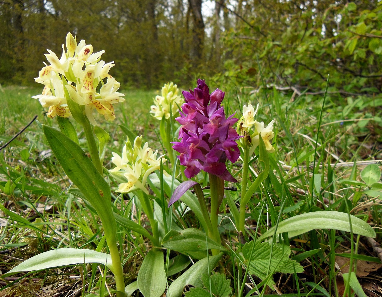 04-26-2017 Dactylorhiza sambucina DSCN8741  (3).jpg