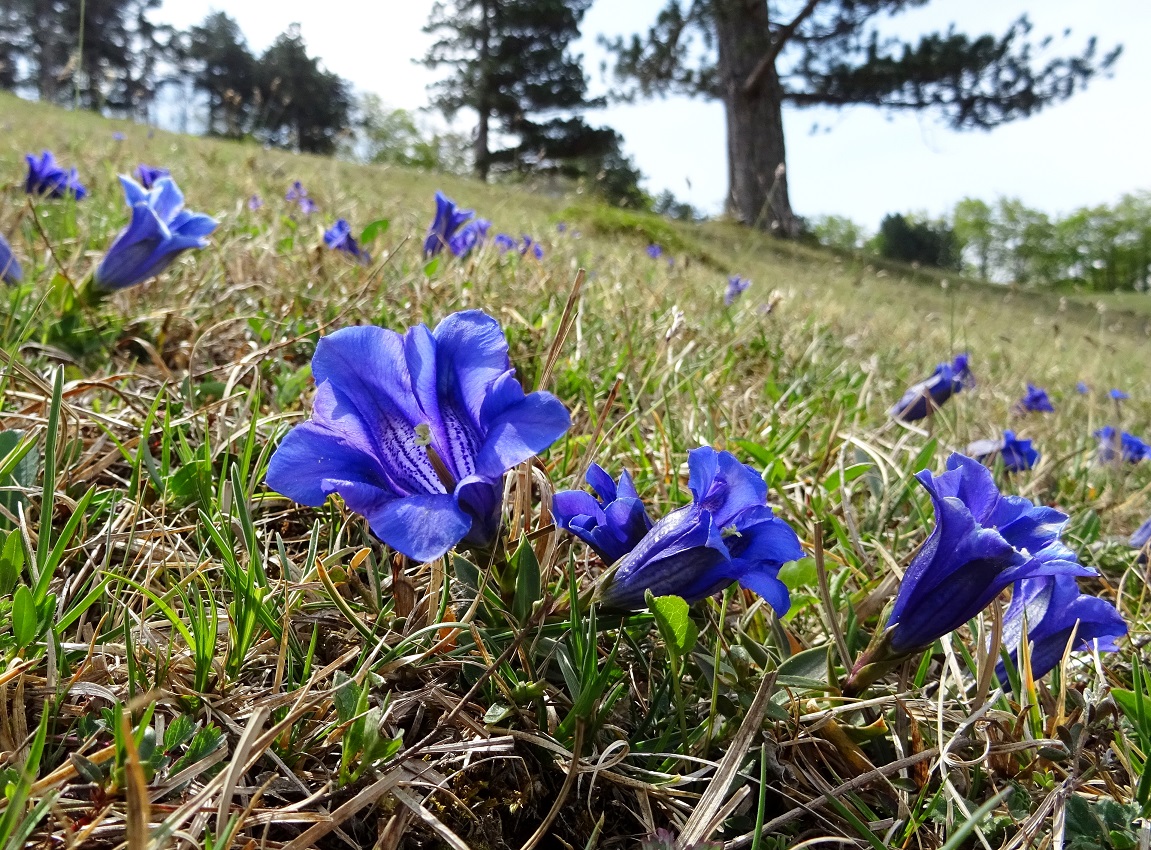 04-27-2020 Gentiana clusii DSC00068 (4).jpg