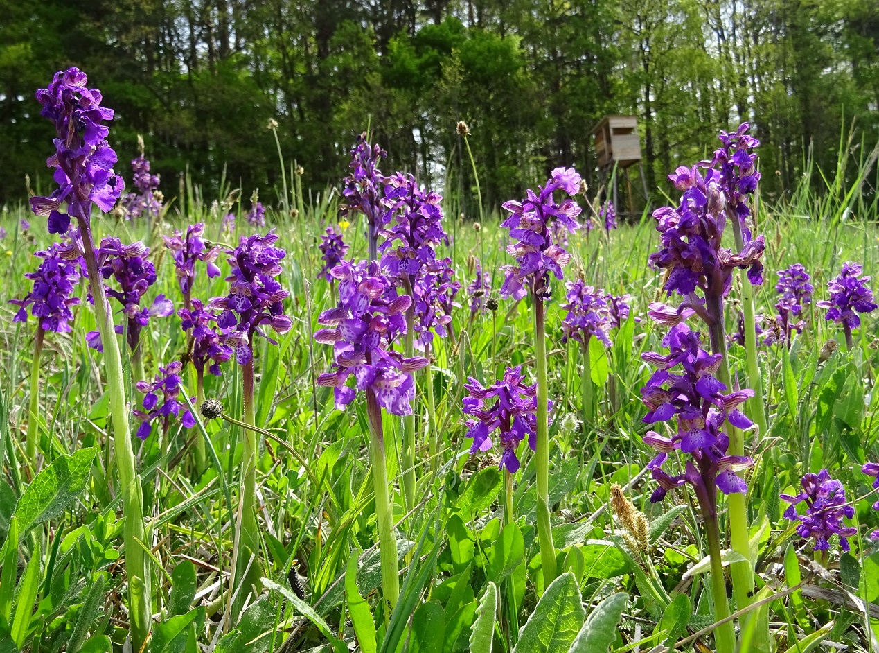 04-30-2020  Orchis morio DSC01263 (3).jpg