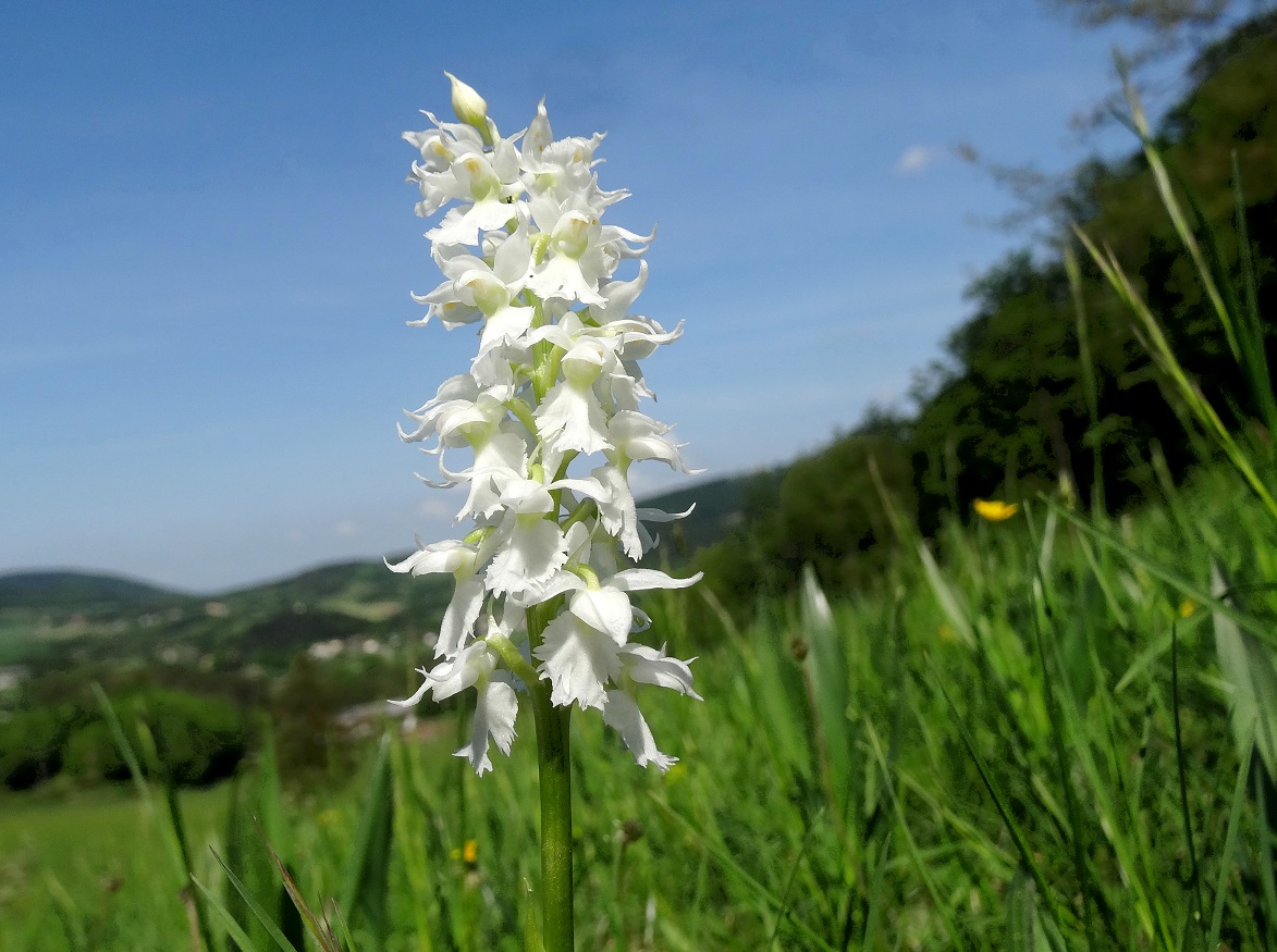 05-03-2018 Orchis mascula, albiflora DSC06157.jpg