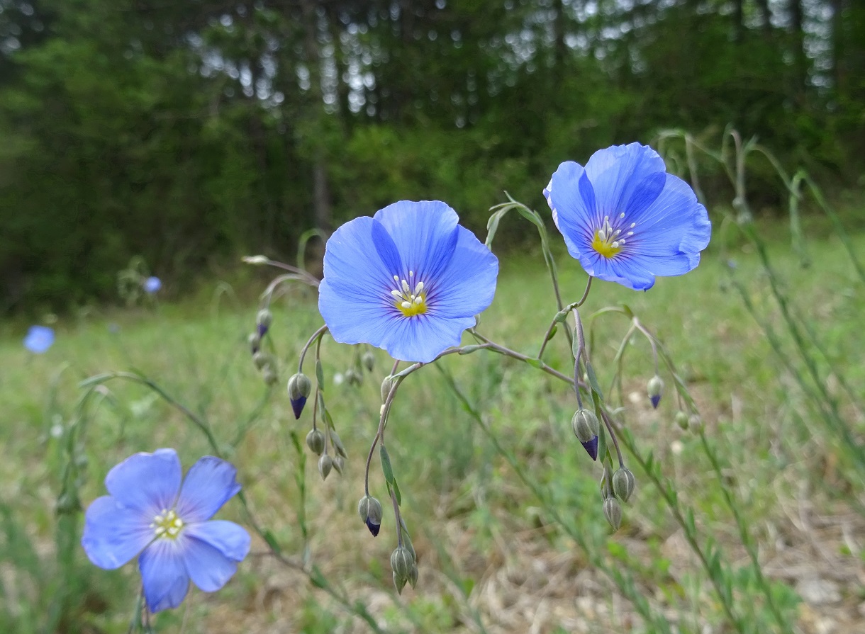 05-05-2020 Linum austriacum DSC02185.jpg