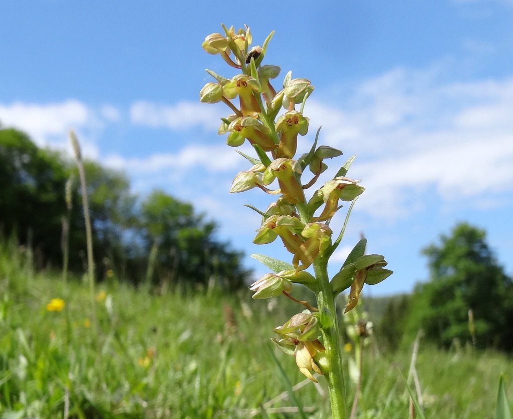 05-08-218 Coeloglossum viride.jpg