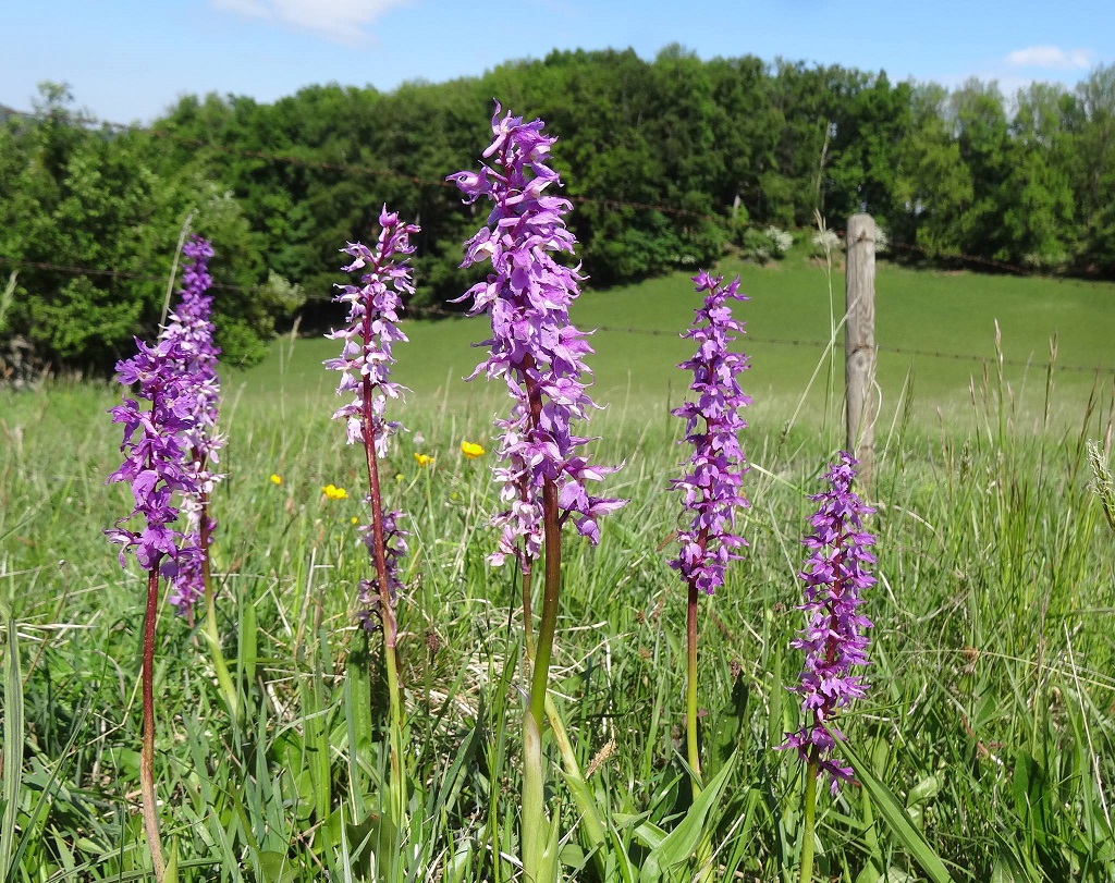 05-08-218 Orchis mascula.jpg