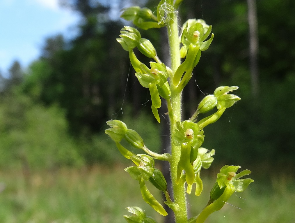 05-09-2018  Listera ovata.jpg