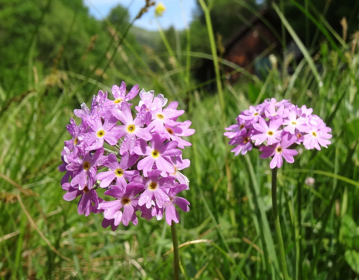 05-09-2018  Primula farinosa.jpg