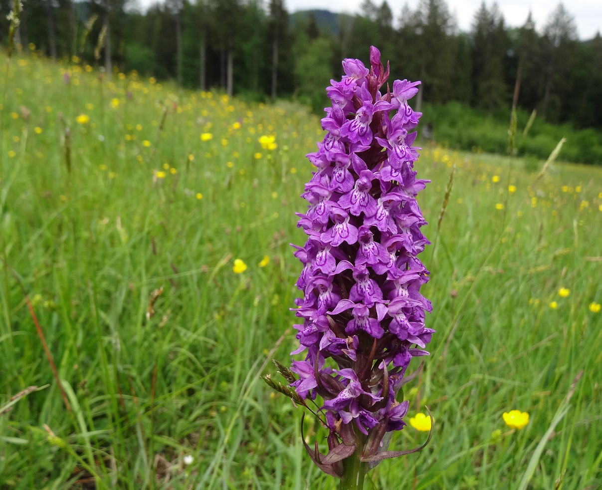 05-11-2018 Dactylorhiza x brauni DSC08454.jpg