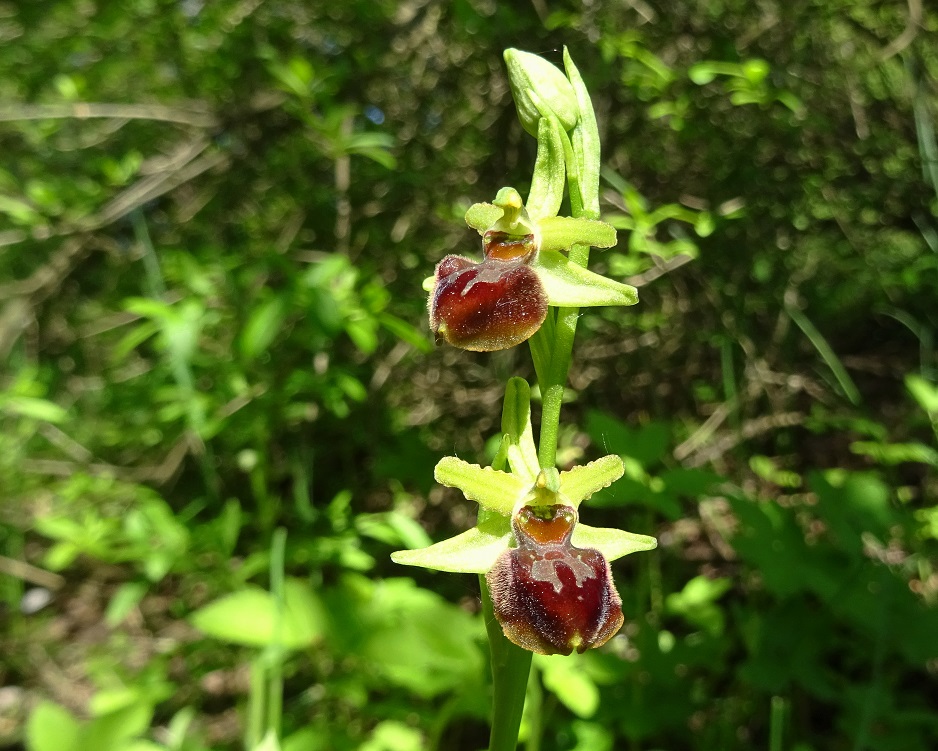 05-11-2021 Ophrys sphegodes DSC09704.jpg