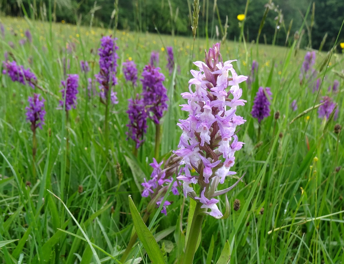 05-16-2018 Dactylorhiza majalis  DSC09302.jpg