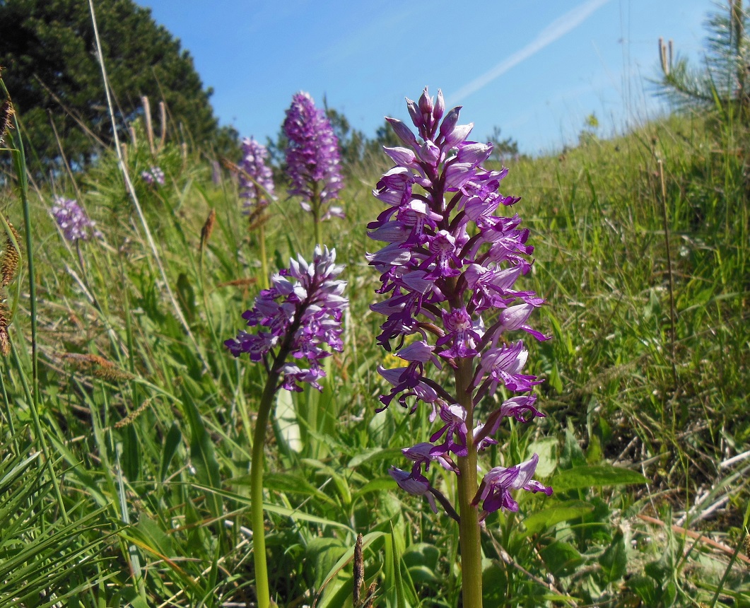 05-18-2017 Orchis militaris.jpg